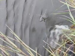 Water spider. Stock Footage
