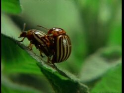 CU Pair of Colorado Beetles mating Stock Footage