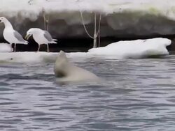 MS View of Polar Bear eating remains of minke whale in water / Svalbard, Spitsbergen, Norway Stock Footage