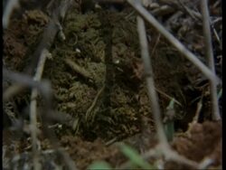 CU dung beetle burying dung ball, Kenya Stock Footage
