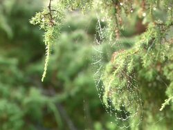 MS Spider webb in tree / Visby, Nar, Ljugarn, Gotland, Sweden  Stock Footage
