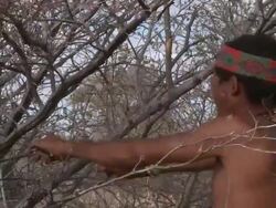 Ju hoansi San Bushman of Nyae Nyae: clearing sticks from branch, Namibia Stock Footage