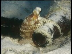 Octopus, moving in and out of bottles, Mabul, Borneo, Malaysia Stock Footage