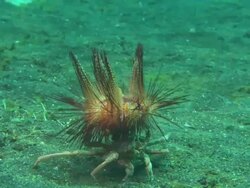 Decorator Crab carrying fire urchin, travelling, Indonesia  Stock Footage