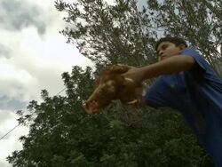 Slow motion young boy throws chicken (Gallus gallus) through air, Spain (Individual frames may also be used as a still image. Each frame in its raw state is about 6MB or about 12MB as a 16 bit TIFF) Stock Footage