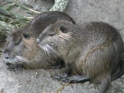 Nutria mother an offspring huddle down Stock Footage