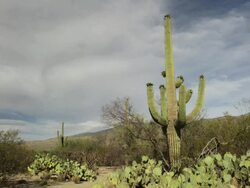 Saguaro National Park Stock Footage