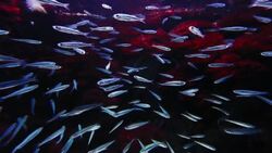 Water aquarium Stock Footage