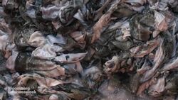 How Fish Skin Is Transforming Health Care News Clip