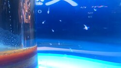 sea angel Stock Footage