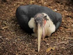 Marabou Stork Stock Footage