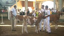 Best Cow in Show contest at Iowa State Fair News Clip