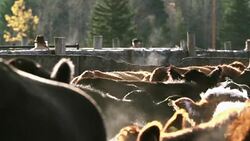 Cattle waiting in sorting pens for transportation to market Stock Footage