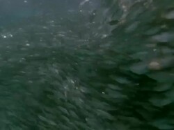 MS Large anchoveta in bait ball  / Guanacaste, Costa Rica Stock Footage
