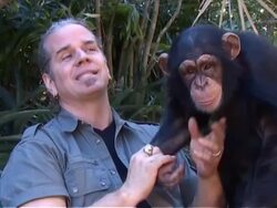 Hercules The Liger Stock Footage