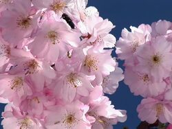 HD: Pink blossoms Stock Footage