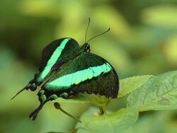 fluorescent Green-banded Swallowtail butterfly Stock Footage