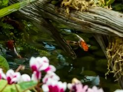 Fish In The Pond Stock Footage