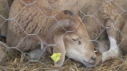 New controls keep Eid meat safe News Clip