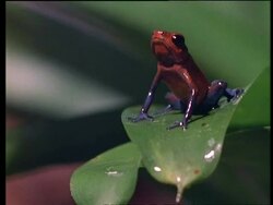 CU Dendrobates, Poison arrow frog on leaf Stock Footage