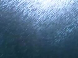 Masses of fish shoaling, Southern Visayas, Philippines Stock Footage