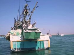 WS POV View from boat of Paracas birds sitting on boats at seaport / Paracas, Nazca, Peru Stock Footage