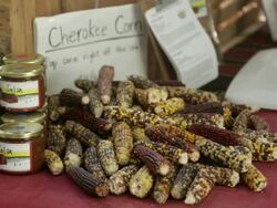 MS Shot of Cherokee corn in Vermont farmers market / Rutland, Vermont, United States Stock Footage
