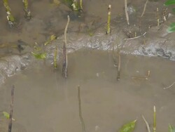 Mudskipper Stock Footage