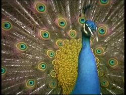 Peacock, courtship display, shakes with fanned out feathers, CU, Israel Stock Footage