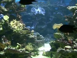 Coral colony on the reef Stock Footage