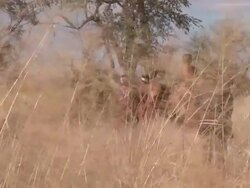 Ju hoansi San Bushmen of Nyae Nyae travelling through long grass, Namibia Stock Footage