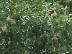 HD: Raining Stock Footage