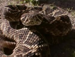 Extreme Close Up Front Angle Pan Right - Agitated rattlesnake coiled up hissing and shaking rattle /  Stock Footage