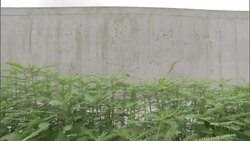 Thick vegetation grows next to a levee in New Orleans. Stock Footage