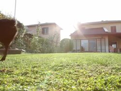 Dog Training Stock Footage