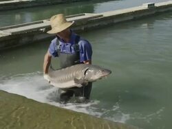 HA worker in fish farm lifting mature sturgeon  (Acipenser naccarii, also known as Adriatic Sturgeon) out of water, RED R3D 4K,4KMSTR Stock Footage