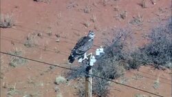 martial eagle on telegraph pole - Aerial View - Northern Cape,  South Africa Stock Footage