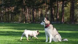 Siberian Husky sits on green grass. Pug runs past. Stock Footage