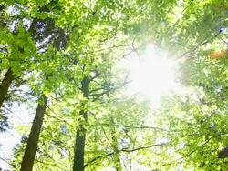 HD Sun Shining through Tree Tops Stock Footage