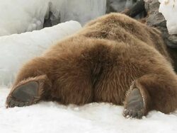  MS SLO MO Grizzly bearslying down on snow / Livingstone, Montana, United States Stock Footage