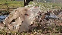 Male athlete running and jumping into a puddle Stock Footage