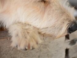 Sleeping dogs Stock Footage