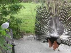 Male Peacock Courting a Female Stock Footage