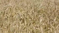 Cereal Field Stock Footage