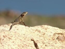 WS View of Girdled lizard perched on boulder and observing surroundings / Namaqualand, Northern Cape, South Africa Stock Footage