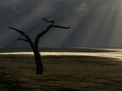 dead tree with rays of light Stock Footage