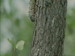 CU Caterpillars crawling down side of tree, Botswana, Africa Stock Footage