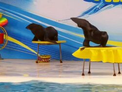 Two happy seal Stock Footage