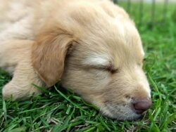 Dog puppies Stock Footage