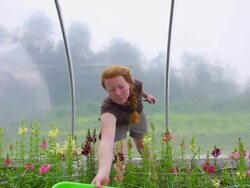 MS SLO MO Shot of Young woman picks flowers and tub in green/hoop house at organic farm / Chatham, Michigan, United States Stock Footage